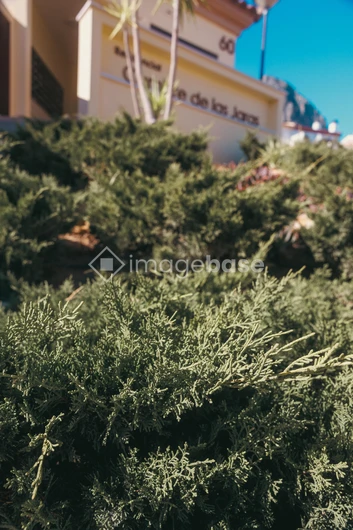 Greenery in Sunlight