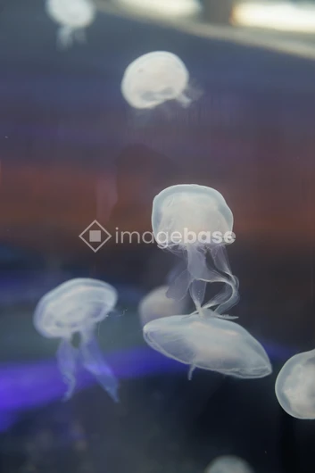 Floating Jellyfish