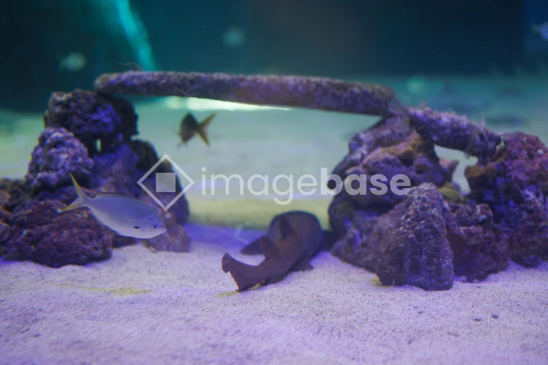 Underwater Scene with Fish