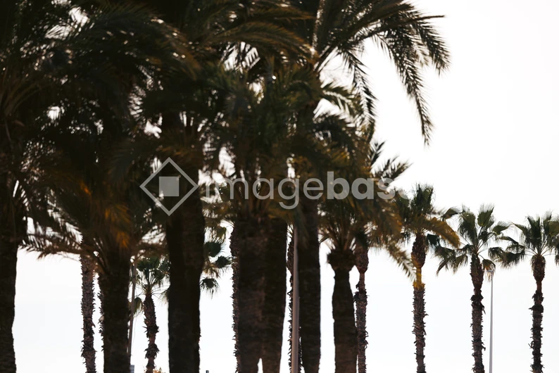 Palm Trees at Dusk