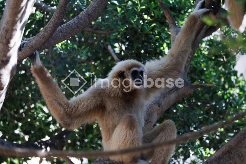 Gibbon in the Trees