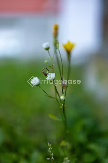 Wildflowers in Bloom
