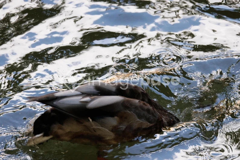 Duck in Water