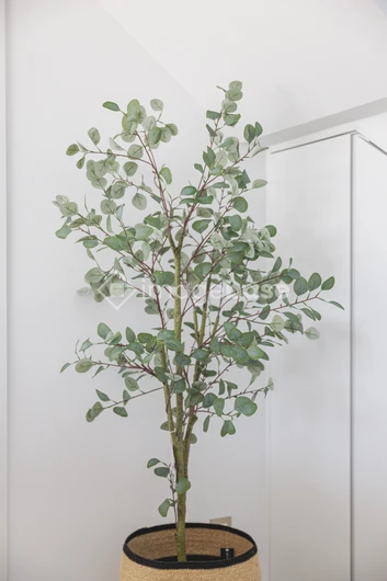 Indoor Plant in Basket