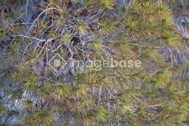Pine Tree Foliage