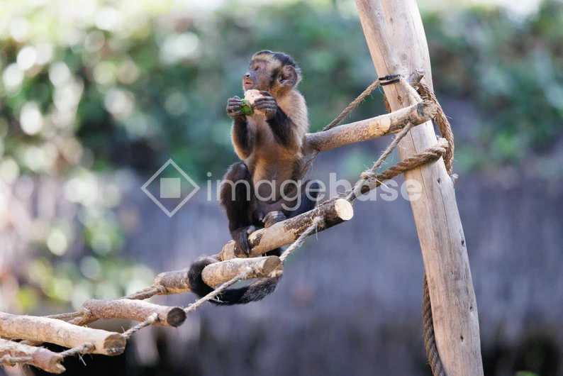Capuchin Monkey on a Branch