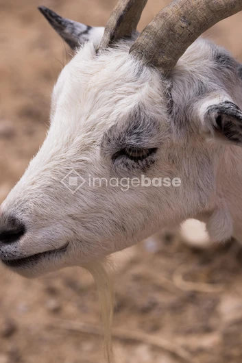 Close-up of a Goat