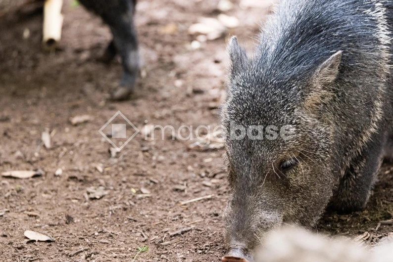 Foraging Wild Boar