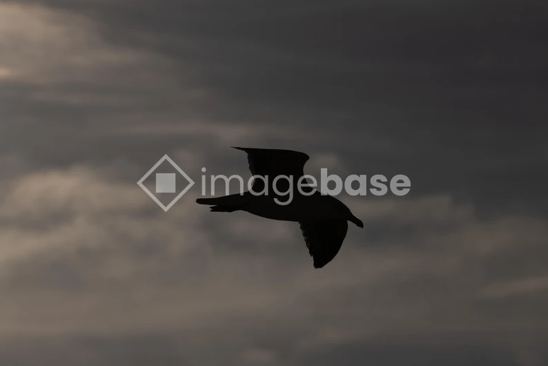 Silhouette of a Flying Bird