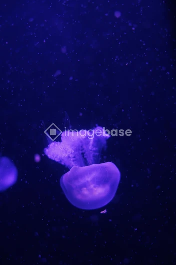 Luminescent Jellyfish in Deep Blue