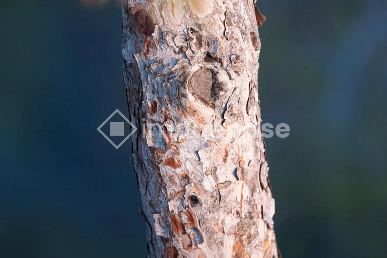 Close-up of Tree Bark