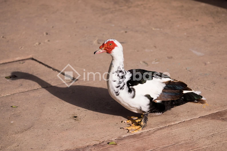 Muscovy Duck on Pavement