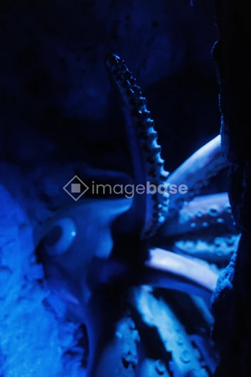 Mystical Octopus in Blue Light