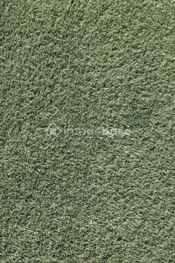 Close-up of Grass Texture