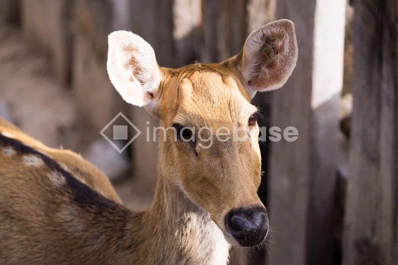 Close-up of a Deer