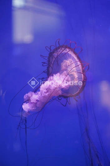 Graceful Jellyfish