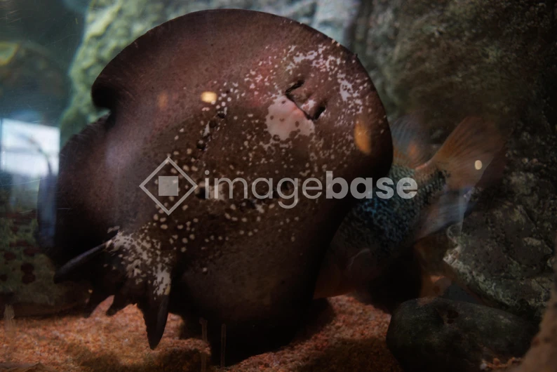 Spotted Ray in Aquarium