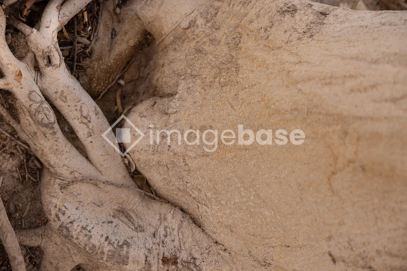 Intricate Tree Roots