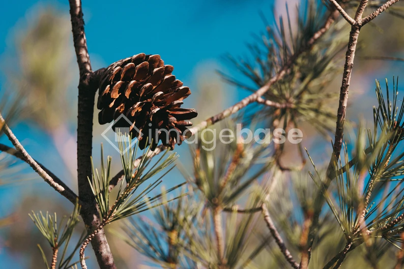 Pine Cone on a Branch