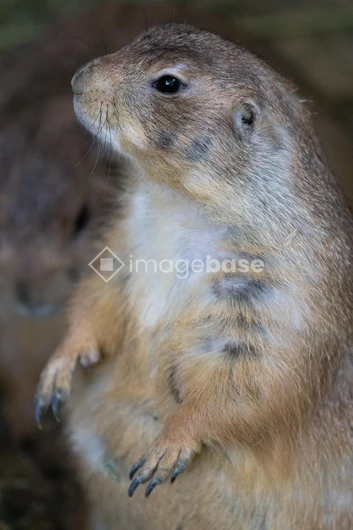 Portrait of a Prairie Dog