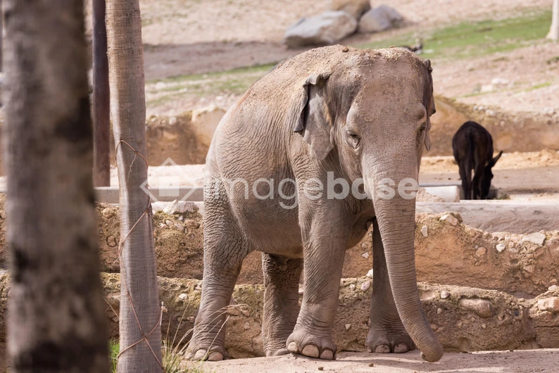 Elephant in a Natural Habitat