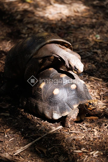 Tortoises in Their Natural Habitat