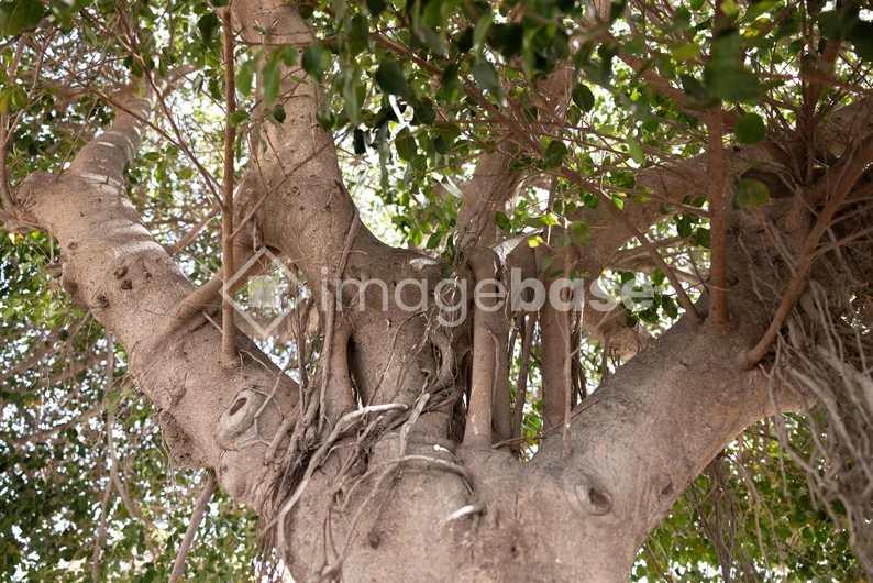 Majestic Tree Canopy