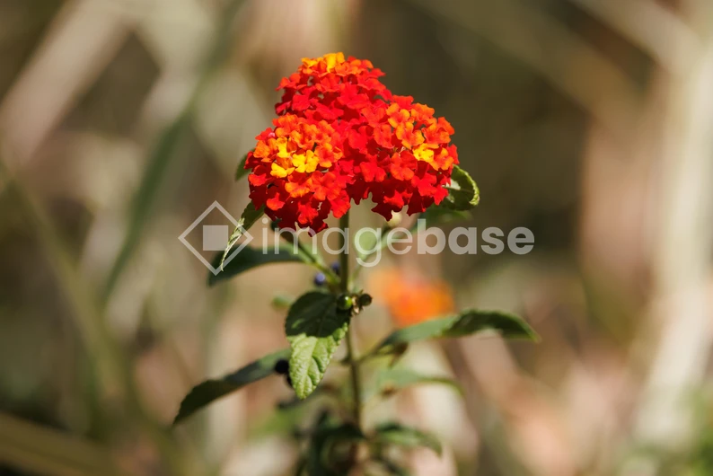 Vibrant Red Flowers
