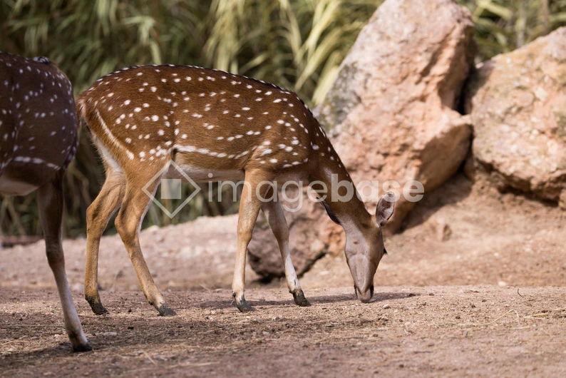 Grazing Spotted Deer