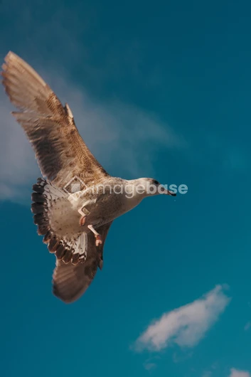 Seagull in Flight