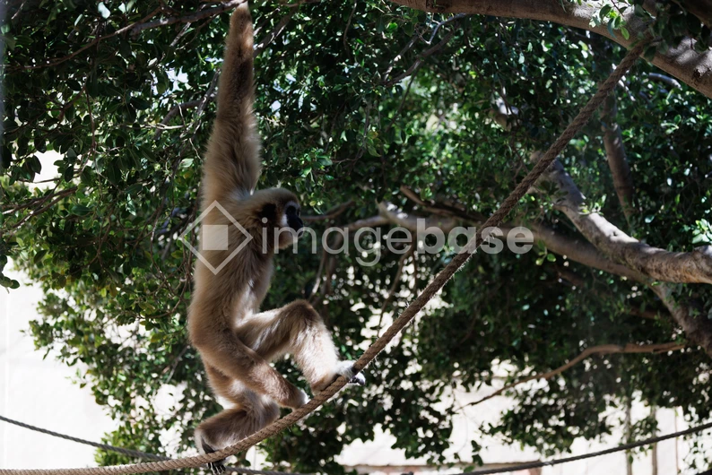 Gibbon in Tree