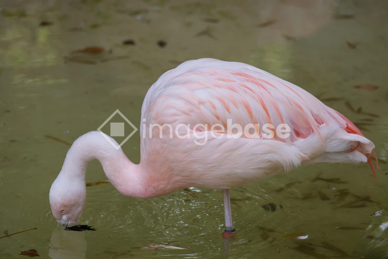 Flamingo in Water