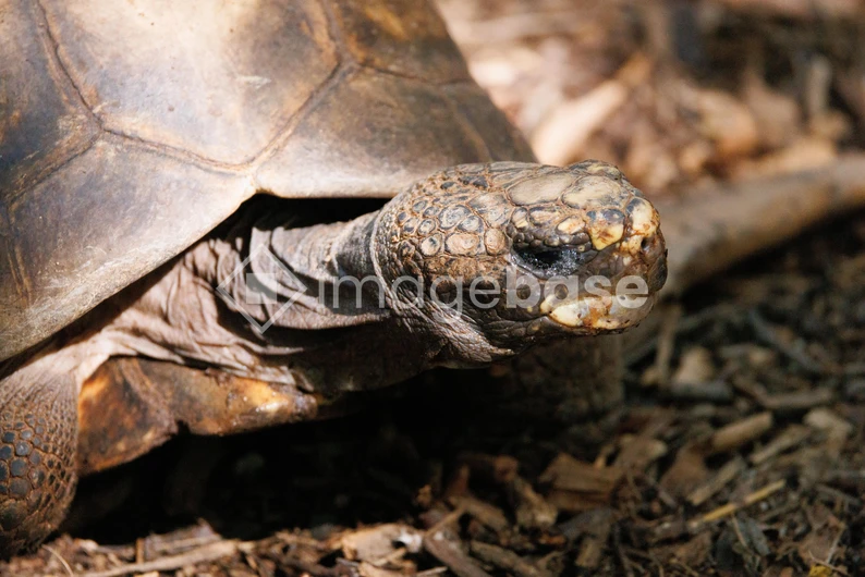 Close-Up of a Tortoise