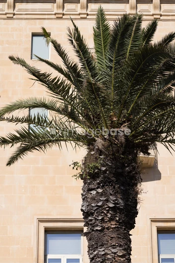 Urban Palm