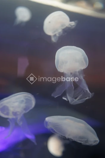 Ethereal Jellyfish