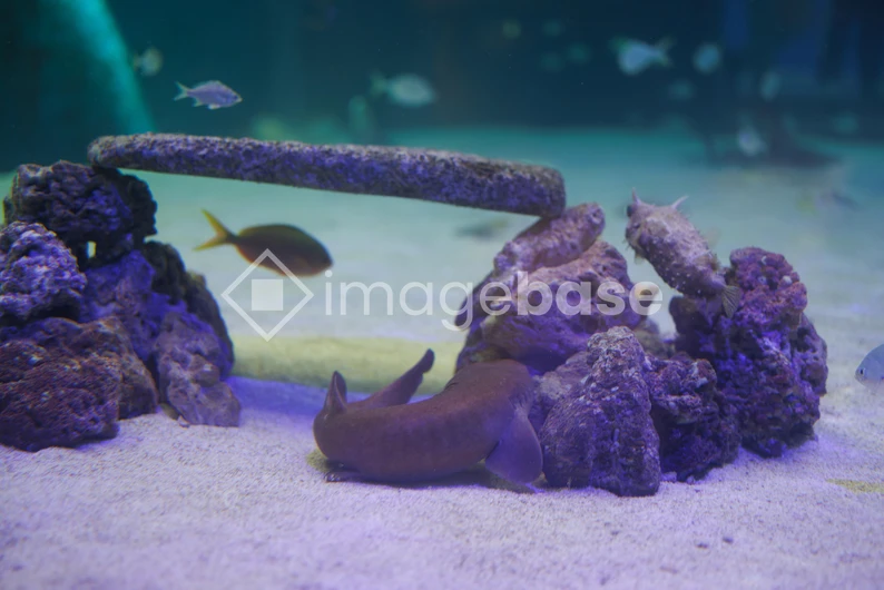 Underwater Scene in Aquarium