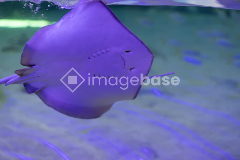 Graceful Stingray
