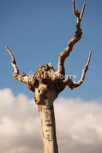 Bare Tree Against Blue Sky