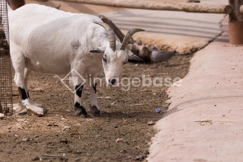 Goat in an Outdoor Enclosure