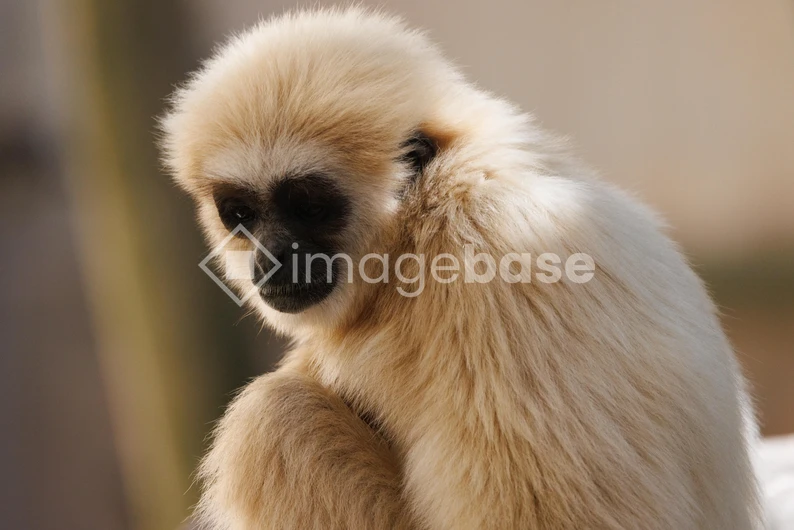 Portrait of a Gibbon