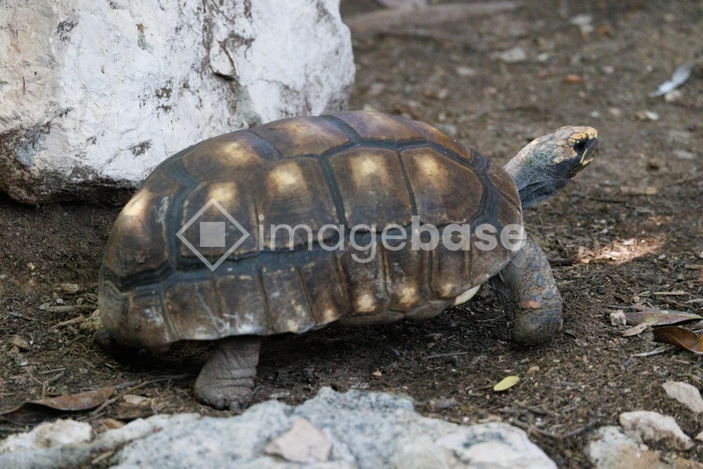 Tortoise in Natural Habitat