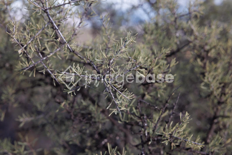 Thorny Branch Focus