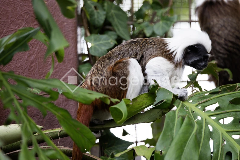 Cotton-top Tamarin in Habitat