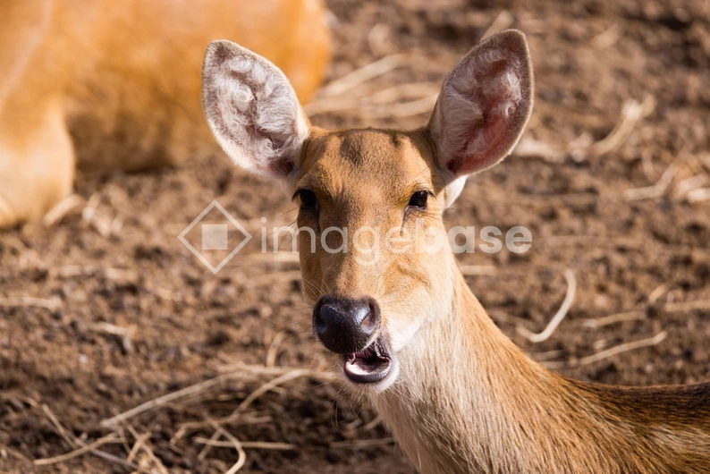 Alert Deer on Dry Ground