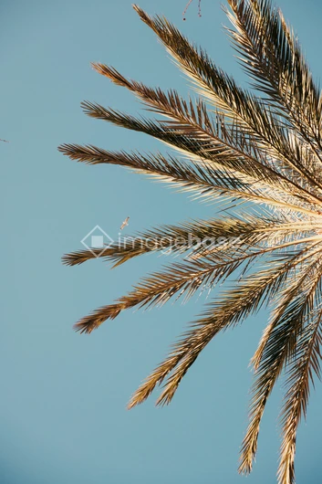 Palm Leaves Against Blue Sky