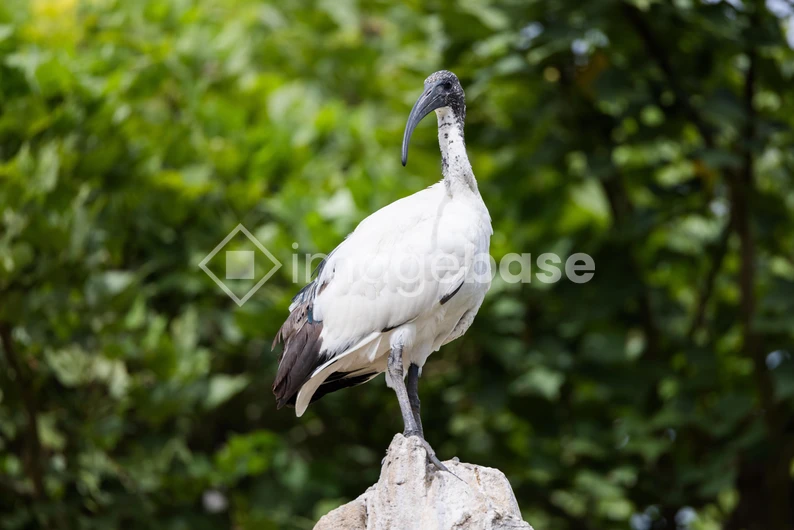 Ibis on a Rock