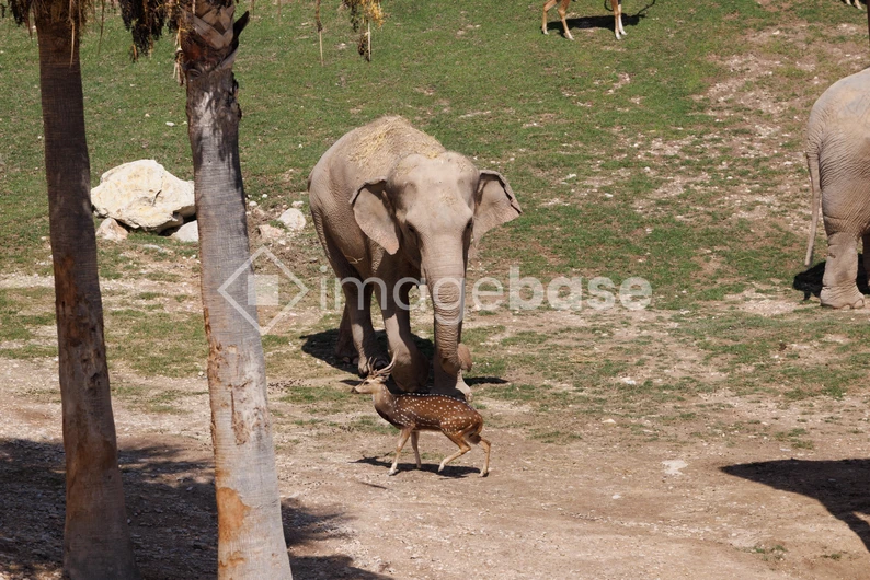 Elephant and Deer in Natural Habitat