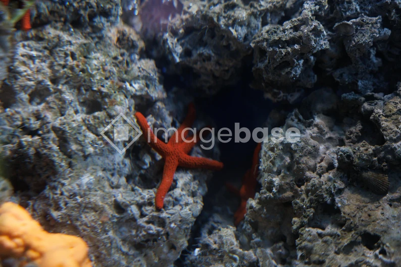 Starfish in Coral Reef