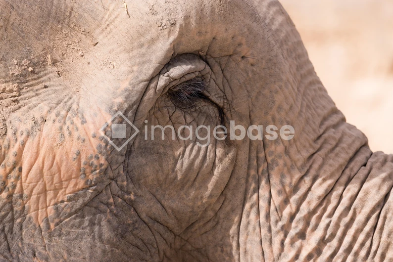 Close-up of Elephant Skin