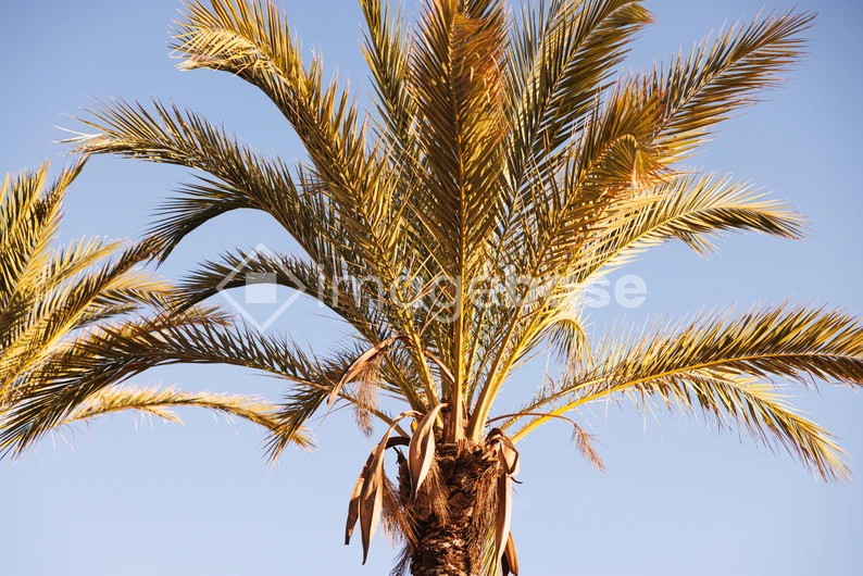 Sunny Palm Tree